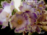 Fiołek afrykański @cięty liść @ Buckeye Sorcerer ( P. Hancock) @ standard