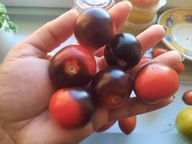 Pomidor INDYGO KUMQUAT PLUM niski koktajlowy nasiona kolekcjonerskie