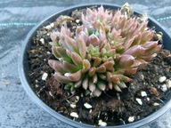 Rojnikowiec mongolski CHOCOLATE