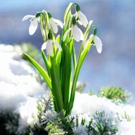 Przebiśniegi Śnieżyczki sadzonka w pojemniku 10 cm mrozoodporna wieloletnia