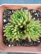 Rojnikowiec mongolski BONGELA