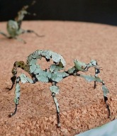 2x Straszyk Australijski Lichen Morph