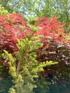 Jodła koreańska spiratea karłowa na taras 12 letnia inna