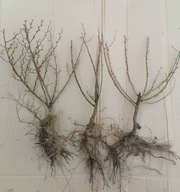 PIGWOWIEC JAPOŃSKI WIELKI KRZAK JUŻ OWOCOWAŁ