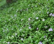 BARWINEK POSPOLITY sadzonki z gołym korzeniem 50 szt zadarniający