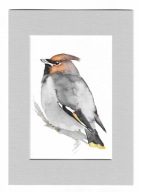 jemiołuszka, ptaki Polski, akwarela z passe-portout, oryginał