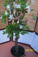 Azalia barwna splatana szczepiona grab irga inna