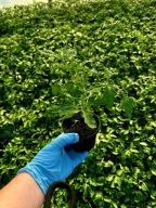 Pomidor Lima Jajko sadzonka rozsada p9