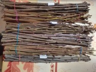 Zestaw 10 pędów zimowych - pędownik drzewa i krzewy - całość podpisana.