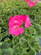 Pelargonia rabatowa Stojąca ładna sadzonka j. Różowy
