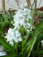 Cebulica Syberyjska biała sadzonka w doniczce p8 ogrodowa na balkon taras