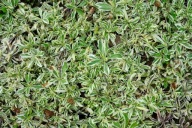 Gęsiówka macedońska 'Variegata' - Arabis ferdinandi-coburgii 'Variegata'