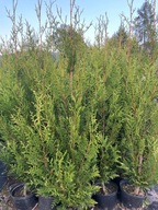 Thuja tuja Aureospicata 120-130cm zestaw 6 sztuk