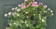 Oleander dorodny gęsty rozłożysty różowy wys.250cm