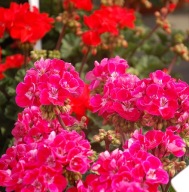 Pelargonia ŁOSOSIOWA zonale Grandeur Dark Raspberry