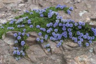 Kulnik - Globularia repens