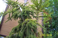 Świerk okaz 2 gatunki ŻÓŁTY cis jodła sosna cedr tuja daglezja cyprys inny