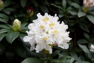 Różanecznik 'Cunningham's White'