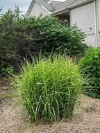 Miskant chiński Strictus Dwarf Miscanthus sinensis duża sadzonka 3l