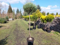 Jałowiec cięty w kulę na pniu 175cm