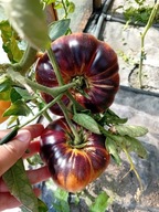 Pomidor Pink Siberian Tiger pyszny i piękny nasiona kolekcjonerskie