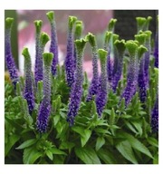 veronica Spicata "Christa" niebieski sadzonka 0,8l
