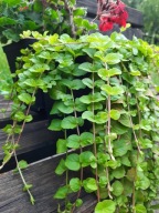 Tojeść rozesłana nad staw oczko wodne roślina płożąca wisząca sadzonka