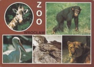 WROCŁAW - ZOO - ŻYRAFA - SZYMPANS - BOCIAN BIAŁY - JASZCZURKA - LEW