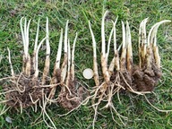 Czosnek Niedźwiedzi cebulki sadzonki 70 sztuk + INSTRUKCJA