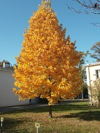 Tulipanowiec Amerykański KWIATY TULIPANA!!!