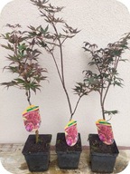 Klon palmowy Bloodgood szczepiony 40-50 cm