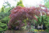 Klon dissectum czerwony Mija japoński szczepiony palmowy inny