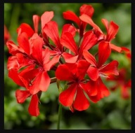 Pelargonia zwisająca peltatum Super Cascade Red