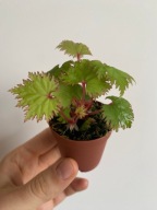 Begonia lyallii roślina kolekcjonerska do paludarium