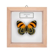 Motyl w gablotce Callicore cynosura - 2