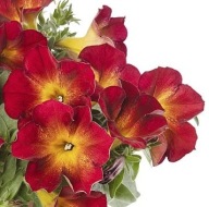Petunia Hybrida Fun House Ruby Glow