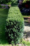 CIS SELEKTION KORDES NA ŻYWOPŁOTY SZYBKOROSNĄCY SADZONKA W DONICZCE