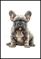 A2 OBRAZ PLAKAT PIES PUPIL PLAKAT BULDOG FRANCUSKI