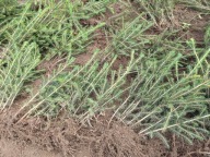 Świerk pospolity 25 cm - 50 cm . Pakiet 50 sztuk.