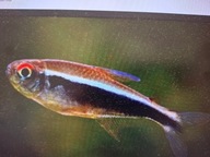 Neon czarny ( Bystrzyk Axelroda)