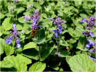 Kocimiętka właściwa sadzonki 100 sztuk wieloletnia dla kota ogrodowa