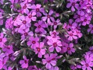 Floks Szydlasty Ciemny Róż Bylina Sadzonka P9