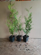 Tuja Brabant 70 cm p9