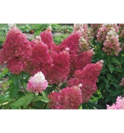 Hortensja bukietowa COUSSINE 'Petite Flori'