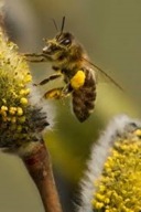 WIERZBA KONOPIANKA WICIOWA SZTOBRY 10 SZTUK ULE