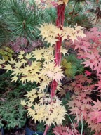 Klon Sango kaku palmowy szczepiony japoński czerwony na pniu inny