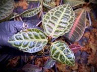 Labisia Beccari Turtle Back Roślina Terrarium Unikat ArkOfPlants