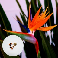 Strelitzia reginae – strelicja królewska (Rajski Ptak) 5 nasion +instrukcja