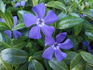 BARWINEK POSPOLITY vinca minor 100 szt - sadzonki roślina okrywowa