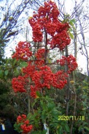 Ognik kolumna szczepiona pieny wąska tarasowa inny